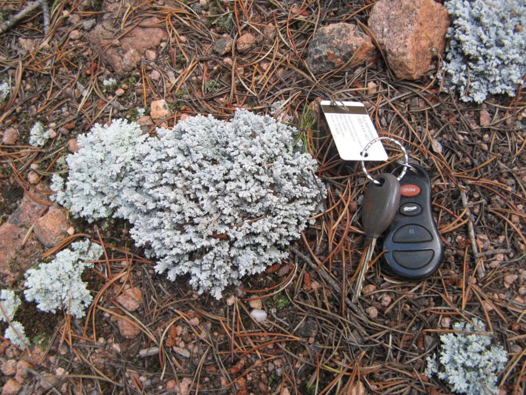 Stereocaulon sp., by Jack R. Darnell. On soil, Pike National Forest near Staunton State Park.