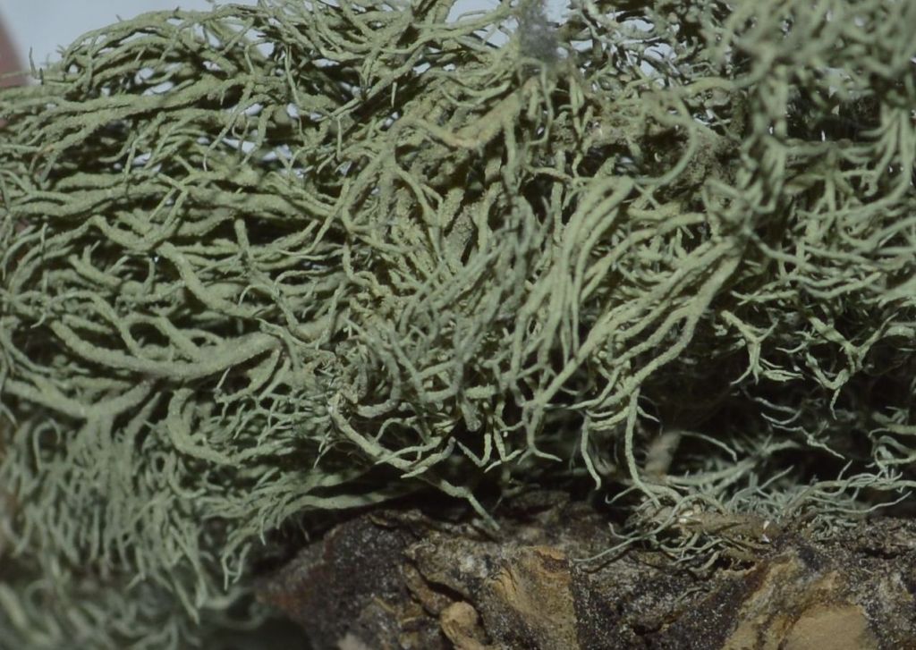 A close-up of the same lichen shows the tangled branches characteristic of the Usnea thallus. Each branch has a tough central cord, which distinguishes this genus from other light-green arboreal species. 