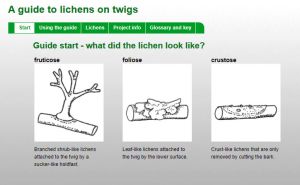 Guide to British Lichens on Twigs, with picture key! Click to go to site.
