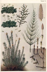 Forssell-Skarman, Larobok I Botanik, Stockholm, 1911