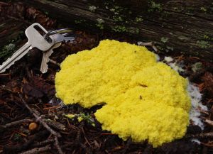 Dog vomit slime mold, aka Fuligo septica.