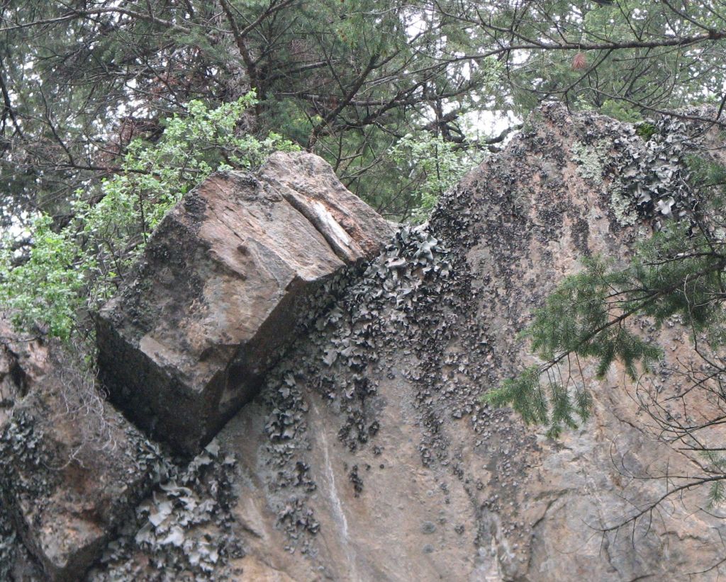A monotypic colony of Umbilicaria on metamorphic rock cliffs in Bear Creek Canyon, Jefferson Co., Colorado.