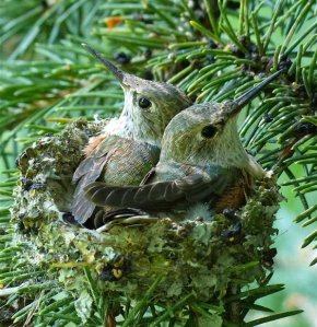 Broadtail hummingbird chicks snuggle in a nest made of lichens and spiderwebs.
