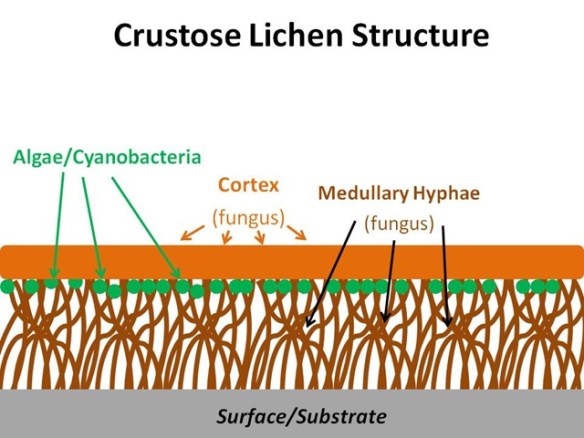CrustoseStructure4