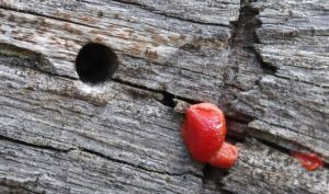 Red slime mold, perhaps an immature Raspberry Slime, Tubifera ferruginosa. Photo by R. Brune.