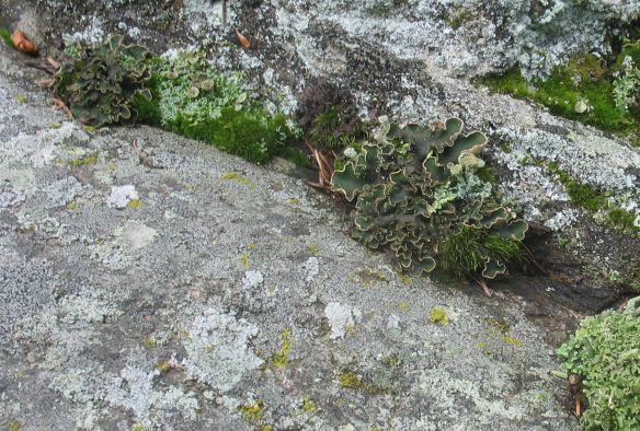 Foliose and fruticose lichens share a boulder with a dizzying assortment of crustose species, as well as mosses. Clear Creek County, Colo.