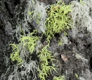 Bright green Letharia vulpina outshines pale Usnea in this photo from C. Tom Hash (https://www.inaturalist.org/users/7893, used by permission). 