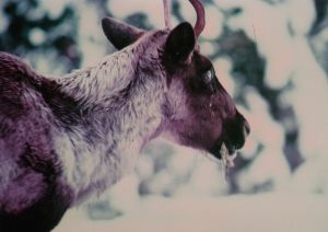 Lichens form a major component of the diet of woodland caribou. This animal is probably munching on the fruticose arboreal species, Alectoria sarmentosa. 