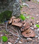 Named Hydnum imbricatus by Linnaeus