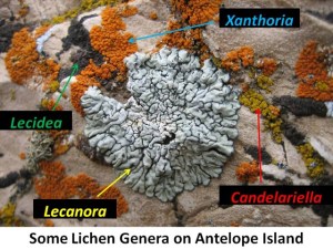 Lecanora, center, is a crustose lichen that appears almost foliose in comparison with Lecidea. Xanthoria (in bright orange) is considered a foliose lichen.