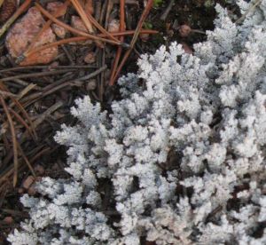 Closer view of Stereocaulon from previous photo by Jack R. Darnell.