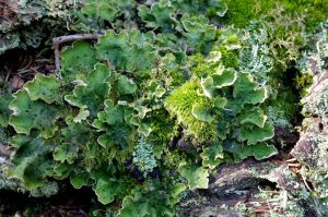 Photo by Rick Brune.