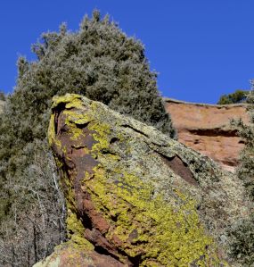 On this boulder of Fountain Sandstone, lichens are assisting in the weathering of the rock by exfoliation, or spalling. Photo by S.L. White.