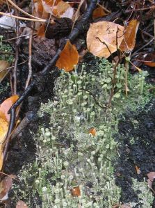 Delicate podetia of Cladonia have flaring cups. Scale provided by nearby aspen leaves. Clear Creek County, CO.