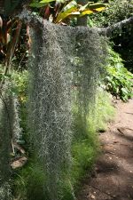 Spanish moss, Tillandsia 