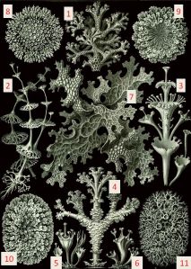Lichenes illustration by Ernst Haeckel, labeled to match the key below. Via Wikipedia, public domain. 