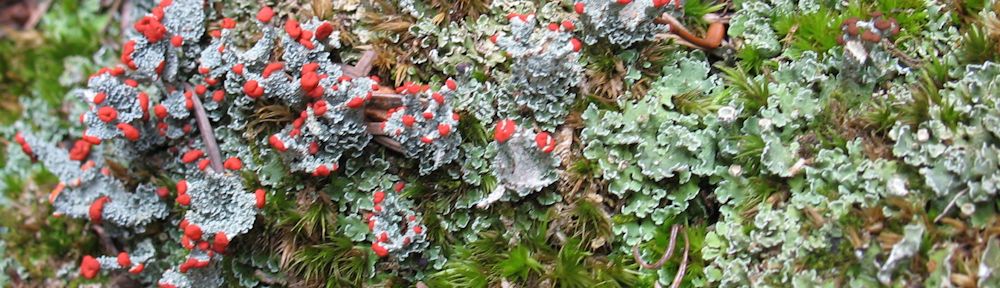 Colorado Lichens and Friends